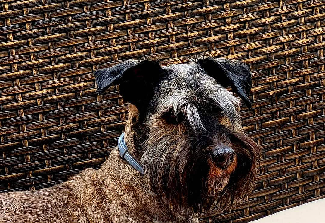 Geepsy participe au concours pour gagner de l'argent avec cette photo : brick, brickwork, canidae, carnivore, companion_dog, dog, dog_breed, fawn, fur, lakeland_terrier, pet_supply, schnauzer, snout, sporting_group, standard_schnauzer, terrestrial_animal, terrier, whiskers, wood, working_animal