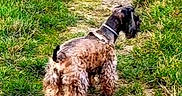 Geepsy a rejoint le concours — aidez-le/la à gagner de superbes lots ! adventure, animal, back_view, canine, collar, curly_fur, daytime, dog, exploring, field, fluffy, fur, grass, greenery, nature, outdoor, path, pet, small_dog, walking