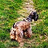 adventure, animal, back_view, canine, collar, curly_fur, daytime, dog, exploring, field, fluffy, fur, grass, greenery, nature, outdoor, path, pet, small_dog, walking