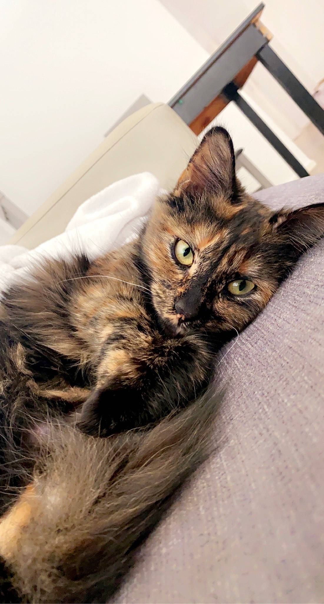 Kalya participe au concours pour gagner de l'argent avec cette photo : carnivore, cat, claw, comfort, domestic_short_haired_cat, eye, felidae, fur, paw, siberian, small_to_medium_sized_cats, snout, tail, whiskers, window, wood