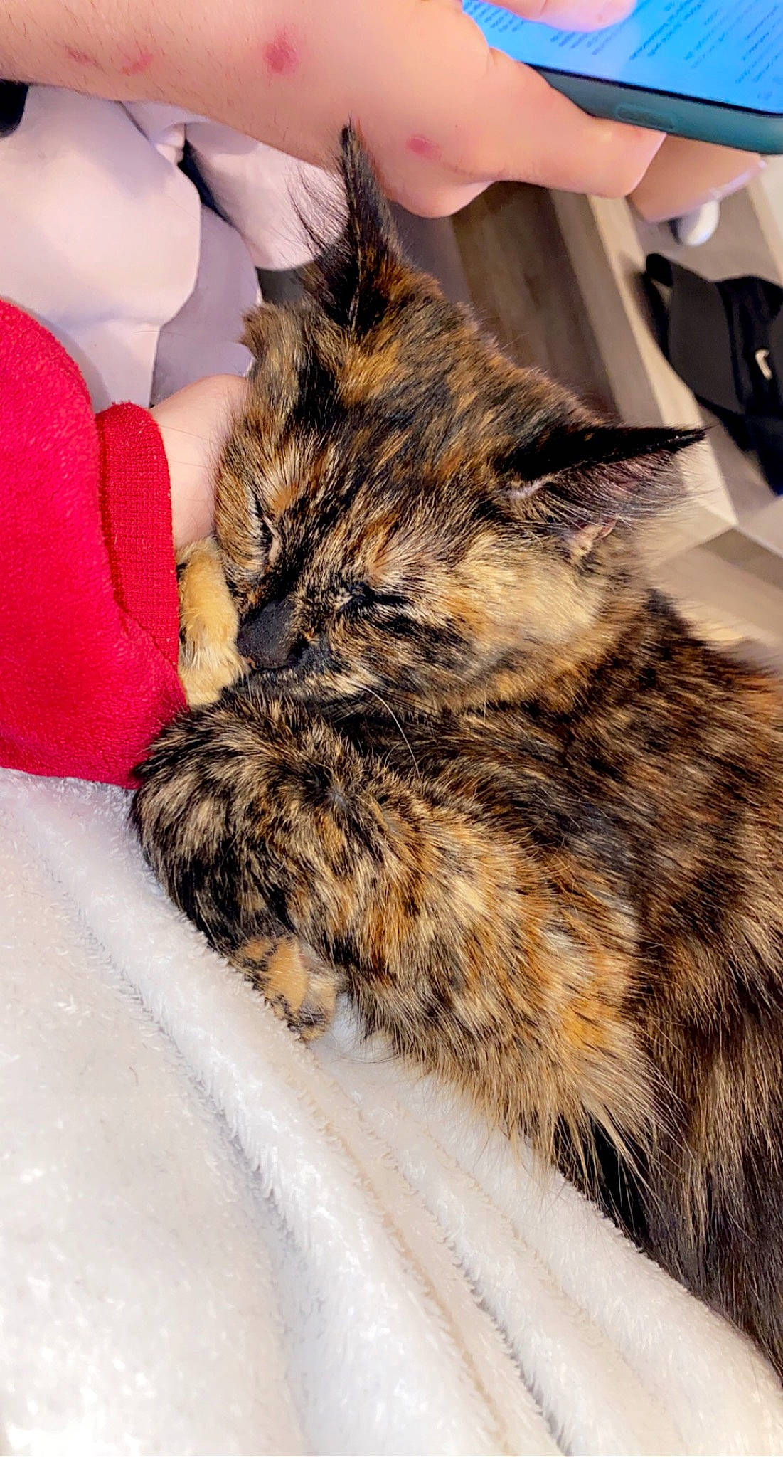 Kalya a rejoint le concours — aidez-le/la à gagner de superbes lots ! carnivore, cat, claw, comfort, domestic_short_haired_cat, felidae, fur, nap, paw, small_to_medium_sized_cats, snout, whiskers