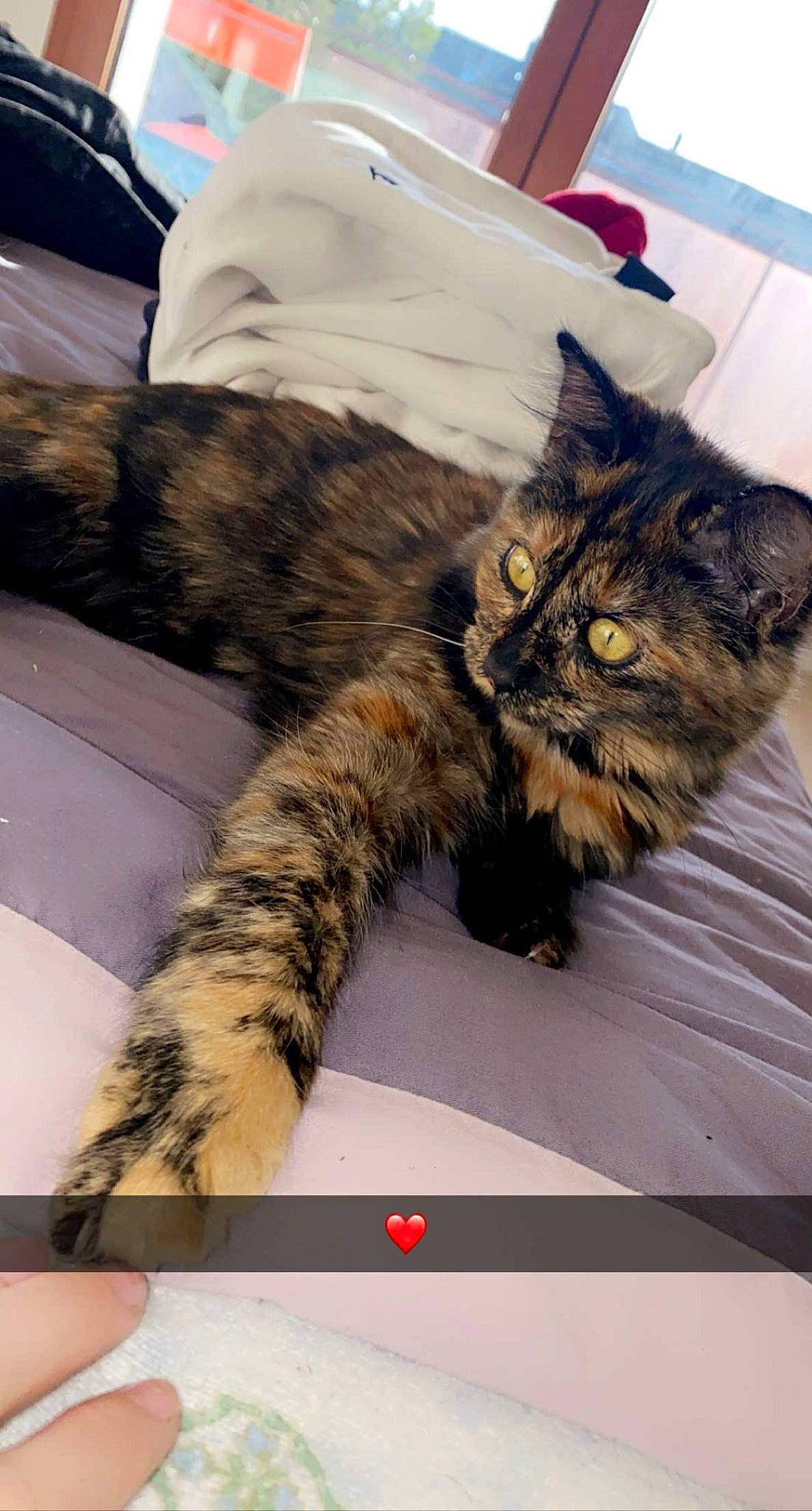 Kalya participe au concours pour gagner de l'argent avec cette photo : carnivore, cat, claw, comfort, domestic_short_haired_cat, felidae, fur, mammal, paw, photo_caption, small_to_medium_sized_cats, snapshot, whiskers