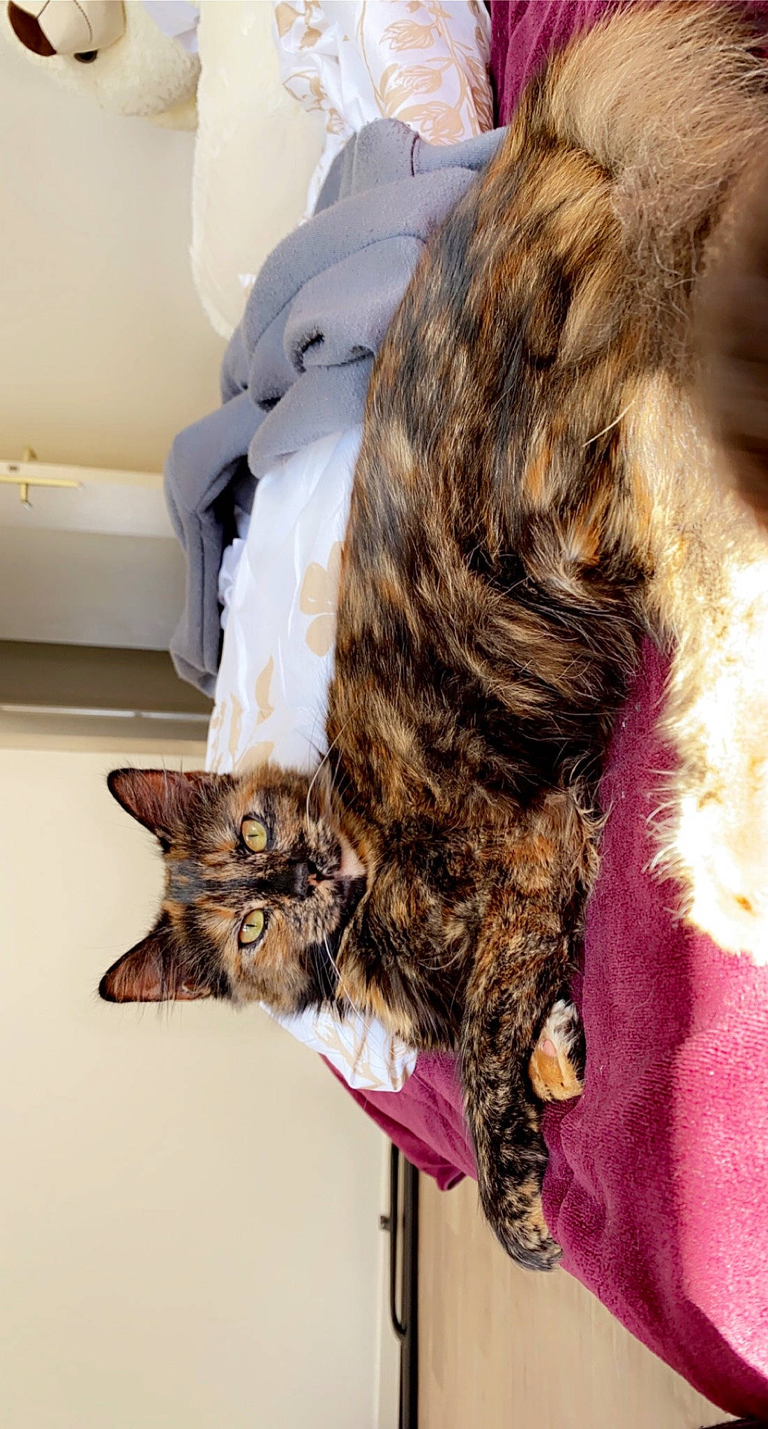 Kalya a rejoint le concours — aidez-le/la à gagner de superbes lots ! bed, black_cat, canidae, carnivore, cat, claw, comfort, domestic_short_haired_cat, ear, felidae, fur, gesture, hair_coloring, long_hair, nap, small_to_medium_sized_cats, sporting_group, tail, textile, whiskers