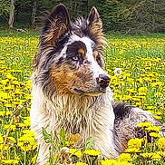 Sayko a rejoint le concours — aidez-le/la à gagner de superbes lots ! dog, blue_eyes, dandelions, flower_field, outdoor, nature, grass, portrait, canine, fur, animal, summer, relaxed, looking_away, ears_up, muzzle, wildlife, greenery, sunlight, scenic