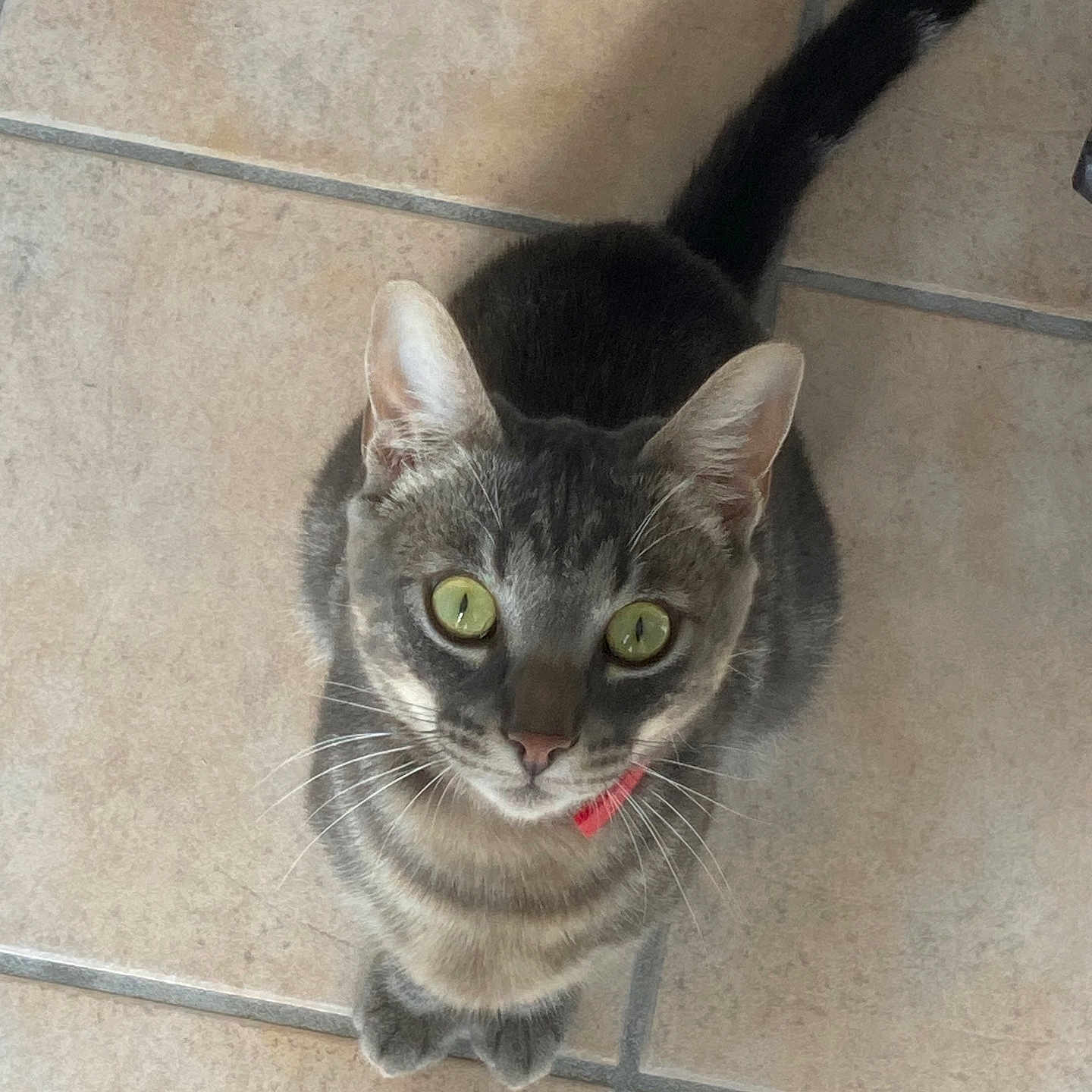 Yumi participe au concours pour gagner de l'argent avec cette photo : abyssinian, accessories, angora, animal, blackcat, bodypart, canine, cat, collar, egyptiancat, kitten, leash, manx, mouth, person, pet, siamese, slate, strap, tile