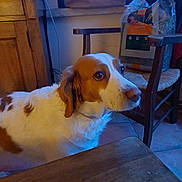 Pinkie a rejoint le concours — aidez-le/la à gagner de superbes lots ! dog, brown_and_white, indoor, wooden_table, chair, pet_food, floor_tiles, window, curious, furniture, domestic, canine, ears, snout, side_view, household, pets, animal, companion, quiet