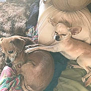 Diamond joined the competition — help win amazing prizes! dog, small_dog, couch, blanket, pillow, indoor, resting, sleepy, cute, pet, fur, animal, companion, relaxing, paw, snuggling, cozy, home, brown, beige