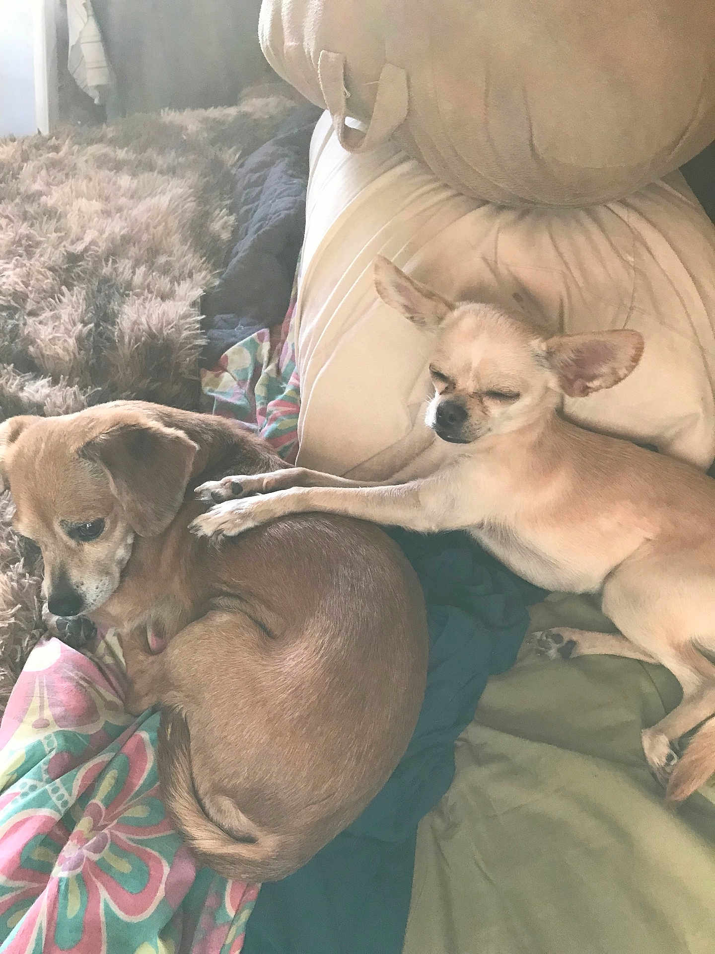Diamond joined the competition — help win amazing prizes! dog, small_dog, couch, blanket, pillow, indoor, resting, sleepy, cute, pet, fur, animal, companion, relaxing, paw, snuggling, cozy, home, brown, beige