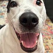 Ruby joined the competition — help win amazing prizes! dog, close_up, smiling, happy, tongue_out, black_nose, white_fur, pet, animal, indoor, face, canine, friendly, cute, playful, tongue, fur, looking_at_camera, mouth_open, background