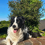 Rex a rejoint le concours — aidez-le/la à gagner de superbes lots ! black_and_white, blue_sky, border_collie, brick_wall, closeup, dog, garden, greenery, happy, hedge, long_fur, outdoor, paws, pet, portrait, sitting, sunlight, sunny, tongue_out, whiskers