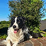black_and_white, blue_sky, border_collie, brick_wall, closeup, dog, garden, greenery, happy, hedge, long_fur, outdoor, paws, pet, portrait, sitting, sunlight, sunny, tongue_out, whiskers