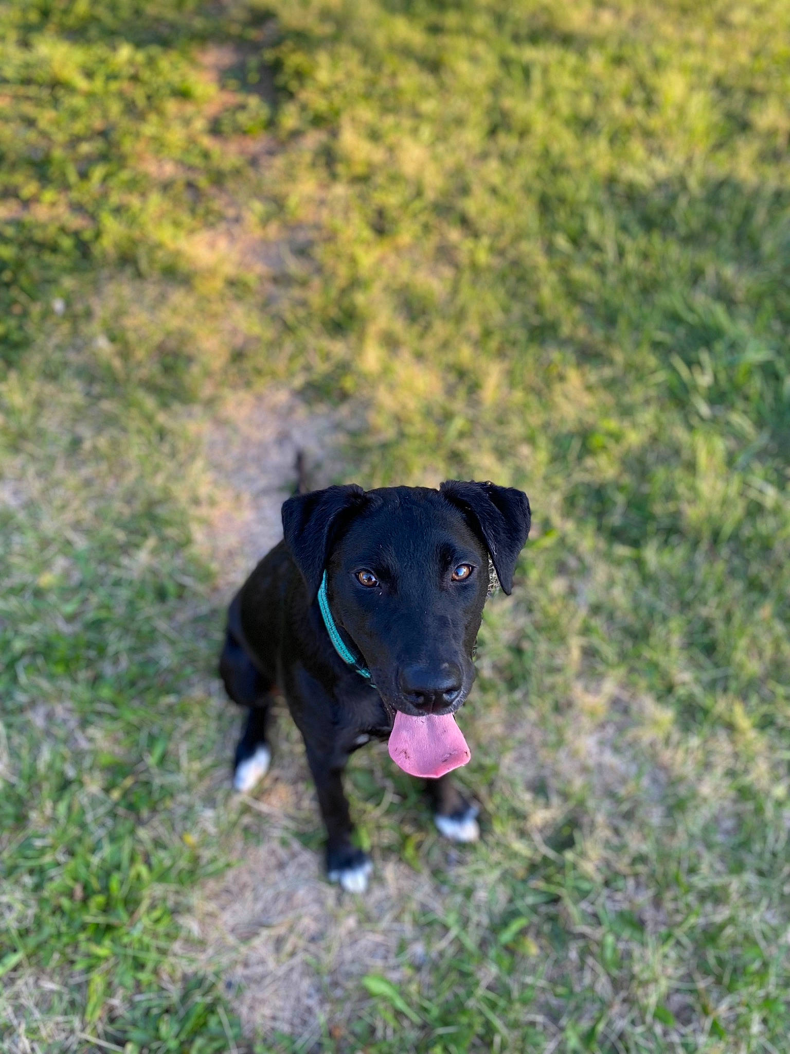 Sam is registered to the contest to win money with this photo: borador, canidae, carnivore, collar, companion_dog, dog, dog_breed, electric_blue, fawn, grass, grassland, gun_dog, pet_supply, plant, snout, soil, sporting_group, tail, terrestrial_animal, working_animal