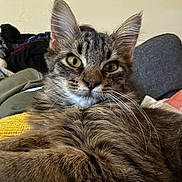 King joined the competition — help win amazing prizes! blanket, cat, close_up, couch, cozy, curious, drink_cup, face, fluffy, foot, fur, green_eyes, indoor, living_room, person, pet, relaxing, tabby, tattoo, whiskers