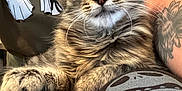 King is registered to the contest to win money with this photo: animal, arm, cat, closeup, clothing, cozy, cute, fur, ghost_print, indoor, kitten, lap, legs, paws, person, pet, relaxed, tabby, tattoo, whiskers