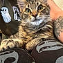 animal, arm, cat, closeup, clothing, cozy, cute, fur, ghost_print, indoor, kitten, lap, legs, paws, person, pet, relaxed, tabby, tattoo, whiskers