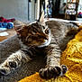 King joined the competition — help win amazing prizes! blanket, cat, closeup, couch, cozy, domestic_animal, feline, fur, home, indoor, kitten, paw, pet, relaxed, resting, sleeping, soft, stretching, tabby, whiskers
