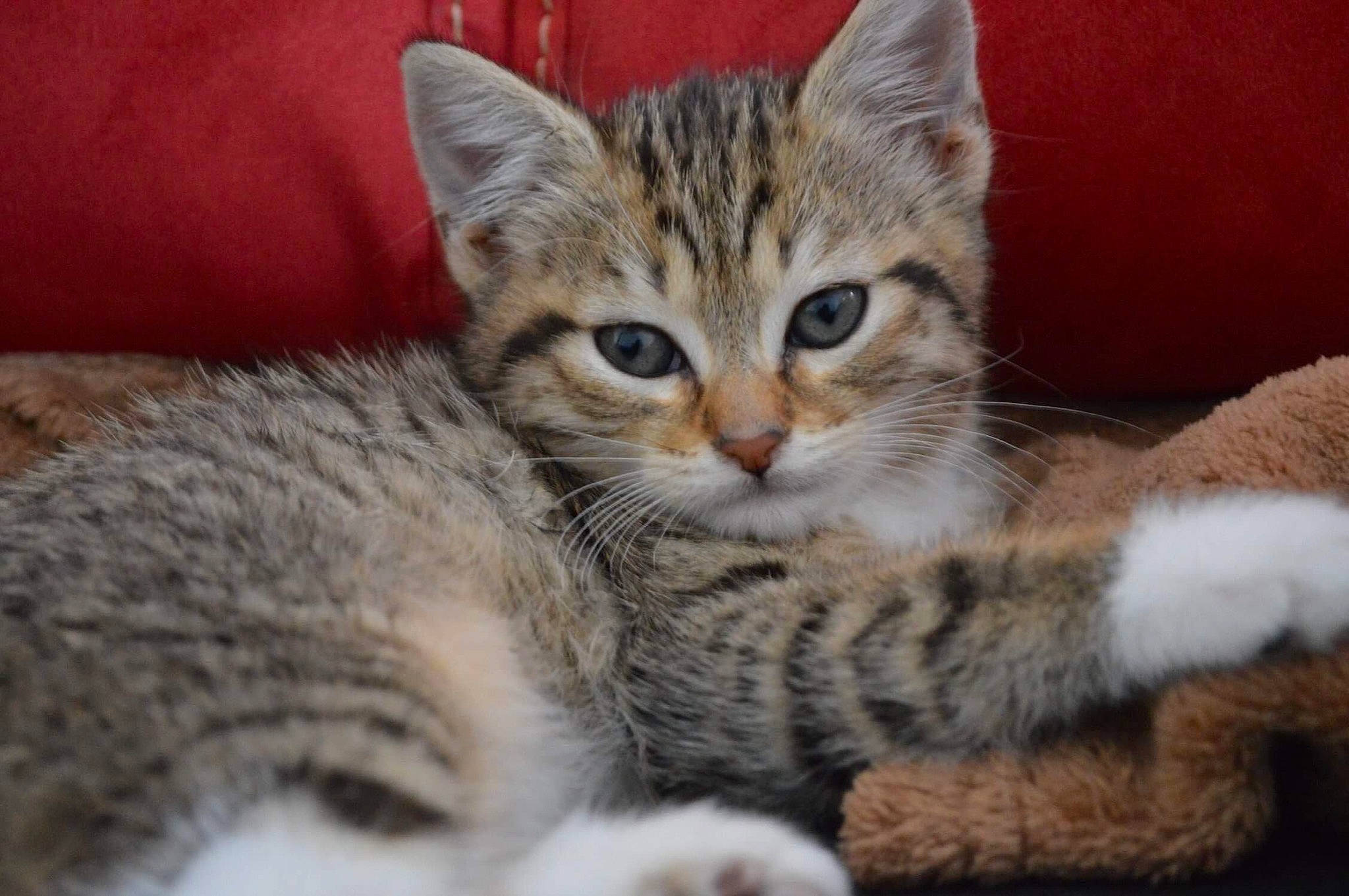 Pougnette participe au concours pour gagner de l'argent avec cette photo : aegean_cat, american_shorthair, american_wirehair, arabian_mau, asian, australian_mist, california_spangled, carnivore, cat, domestic_short_haired_cat, dragon_li, european_shorthair, felidae, kitten, mammal, pixie_bob, small_to_medium_sized_cats, tabby_cat, vertebrate, whiskers