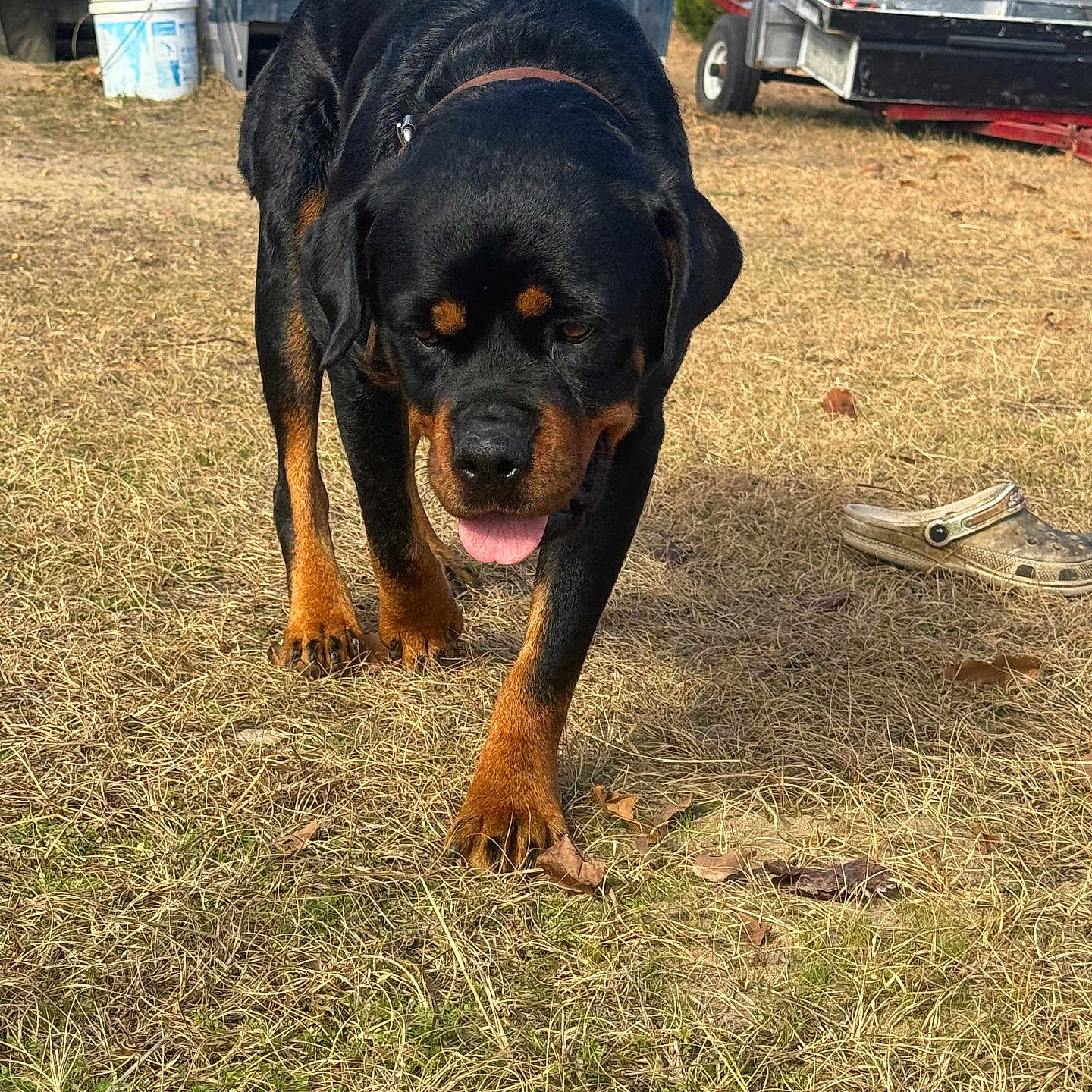 Riley is registered to the contest to win money with this photo: alloywheel, animal, architecture, building, canine, car, carwheel, clothing, dog, footwear, grass, machine, outdoors, pet, plant, shelter, shoe, soil, spoke, wheel