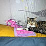 Angel participe au concours pour gagner de l'argent avec cette photo : cat, plush_toy, yellow_cushion, pink_toy, indoor, feline, resting, curtain, patterned_curtain, stars, building_pattern, relaxed, alert, pet, domestic_cat, striped_cat, brown_cat, white_cat, soft_toy, fabric