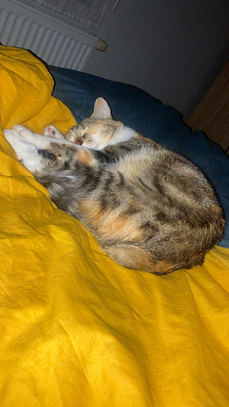 Angel participe au concours pour gagner de l'argent avec cette photo : cat, sleeping, bed, blanket, yellow_blanket, fur, pet, cozy, indoor, resting, animal, domestic_cat, striped_fur, whiskers, paw, soft, relaxation, cute, nap, feline
