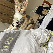 Angel participe au concours pour gagner de l'argent avec cette photo : cat, kitten, calico, pet, indoor, bed, quilt, furniture, wooden_cabinet, chair, curious, animal, cute, young, domestic, fur, whiskers, green_eyes, floor, home