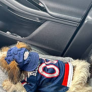 Ares is registered to the contest to win money with this photo: dog, pet, clothing, hat, backseat, car, hoodie, furry, relaxed, casual, sporty, blue, red, white, leisure, comfort, animal, small_dog, fur, accessory