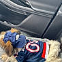 dog, pet, clothing, hat, backseat, car, hoodie, furry, relaxed, casual, sporty, blue, red, white, leisure, comfort, animal, small_dog, fur, accessory