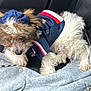 Ares joined the competition — help win amazing prizes! dog, pet, fur, clothing, jacket, car_interior, seat, blanket, fabric, cozy, small_dog, curly_fur, black_seat, resting, animal, cute, domestic_animal, transportation, comfort, indoors