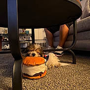 Ares joined the competition — help win amazing prizes! brown, carpet, couch, cozy, cute, dog, furniture, home, indoor, legs, person, pet, plush, relaxing, resting, sleeping, sneakers, table, toy, white