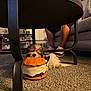 dog, toy, plush, sleeping, carpet, table, furniture, couch, person, legs, sneakers, indoor, home, cozy, resting, brown, white, cute, pet, relaxing
