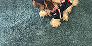 Ares is registered to the contest to win money with this photo: dog, small_dog, pet, carpet, blue_carpet, table, wooden_table, dog_clothing, hat, cap, indoor, fur, animal, cute, fluffy, sitting, looking_away, domestic_animal, cozy, home
