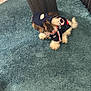 dog, small_dog, pet, carpet, blue_carpet, table, wooden_table, dog_clothing, hat, cap, indoor, fur, animal, cute, fluffy, sitting, looking_away, domestic_animal, cozy, home