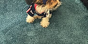 Ares joined the competition — help win amazing prizes! animal, black_furniture, blue_carpet, carpet, clothing, cozy, cute, dog, domestic_animal, floor, fur, furniture, indoor, looking, pet, puppy, sitting, small_dog, table, wood