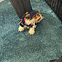 Ares joined the competition — help win amazing prizes! dog, small_dog, clothing, carpet, indoor, table, wood, furniture, pet, animal, cute, sitting, looking, cozy, blue_carpet, black_furniture, puppy, domestic_animal, floor, fur