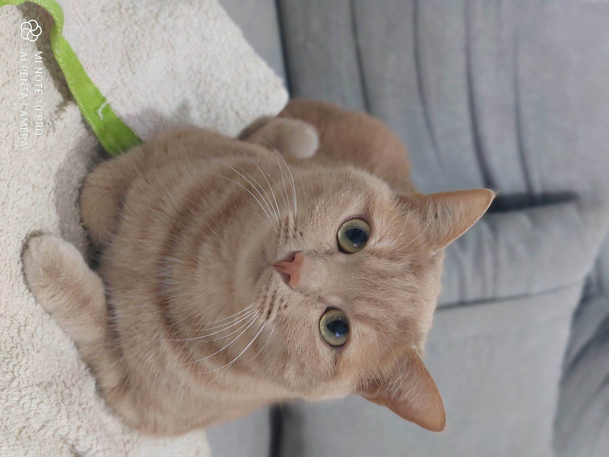 Athéna a rejoint le concours — aidez-le/la à gagner de superbes lots ! carnivore, cat, claw, domestic_short_haired_cat, ear, fashion_accessory, fawn, felidae, fur, paw, peach, small_to_medium_sized_cats, snout, tail, terrestrial_animal, thread, whiskers, window, wood, wrinkle