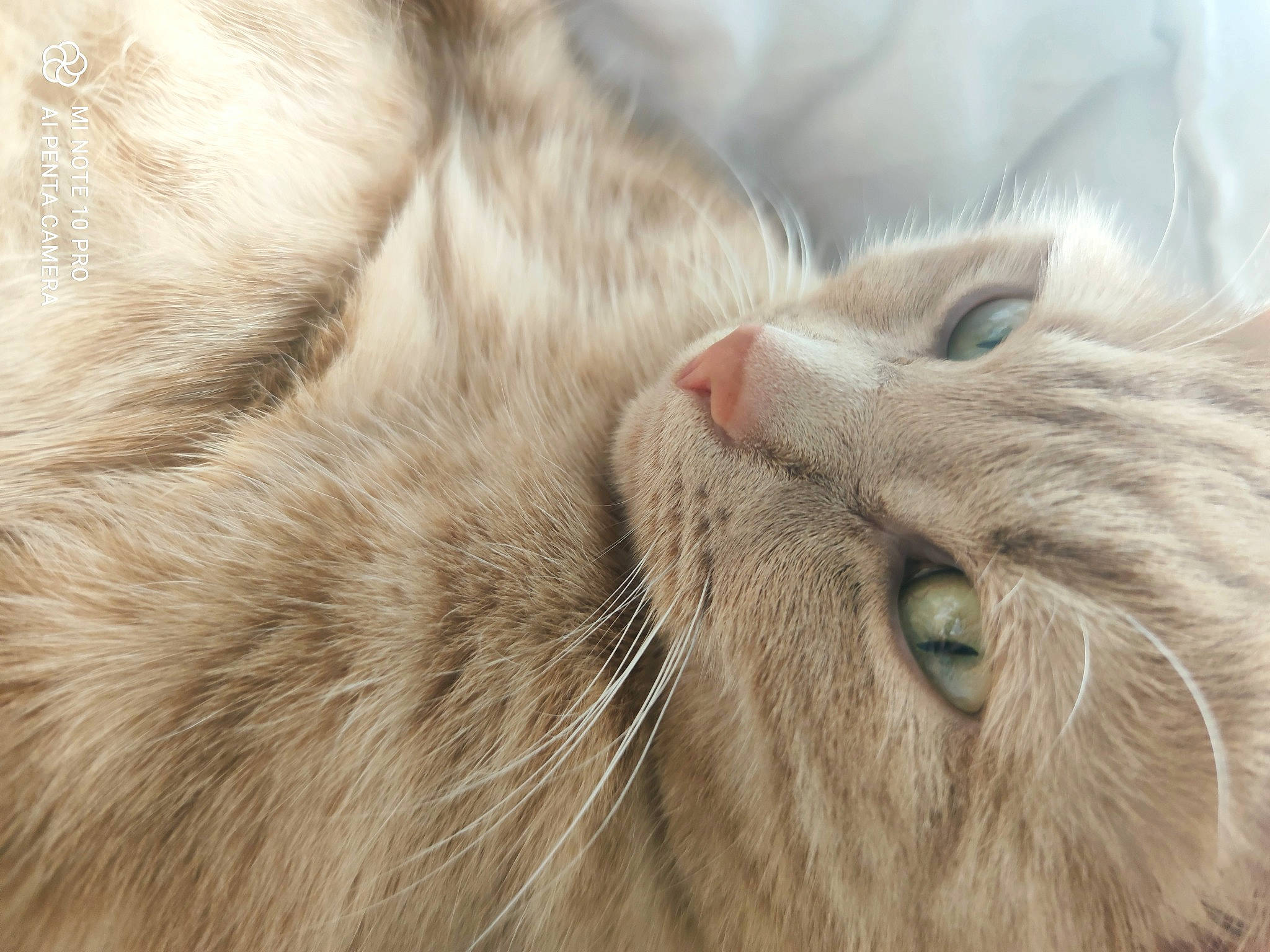 Athéna a rejoint le concours — aidez-le/la à gagner de superbes lots ! carnivore, cat, domestic_short_haired_cat, felidae, fur, natural_material, paw, small_to_medium_sized_cats, snout, whiskers