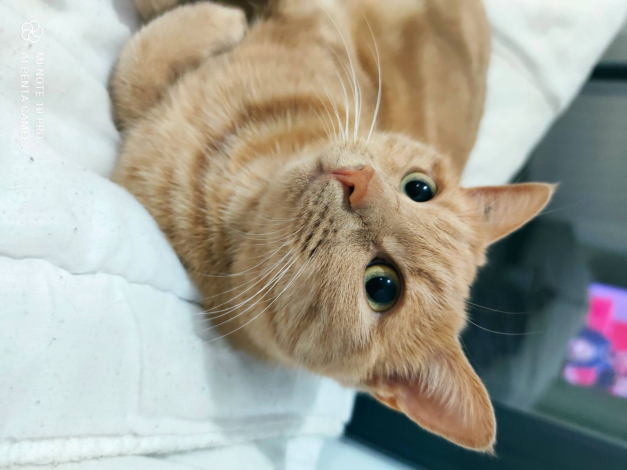 Athéna participe au concours pour gagner de l'argent avec cette photo : carnivore, cat, claw, comfort, domestic_short_haired_cat, fawn, felidae, fur, paw, small_to_medium_sized_cats, snout, whiskers