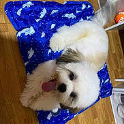 Liam joined the competition — help win amazing prizes! animal, black_patches, blue_mat, cute, dog, flooring, fur, happy, household, indoor, lying_down, patterned_mat, pet, playful, puppy, tail_wagging, tongue, tongue_out, white_fur, wooden_floor