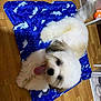 animal, black_patches, blue_mat, cute, dog, flooring, fur, happy, household, indoor, lying_down, patterned_mat, pet, playful, puppy, tail_wagging, tongue, tongue_out, white_fur, wooden_floor