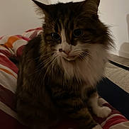 Cristal a rejoint le concours — aidez-le/la à gagner de superbes lots ! animal, bedroom, brown_fur, cat, cozy, curious, cute, domestic_cat, feline, fluffy, fur, indoor, mammal, paw, pet, resting, striped_blanket, tabby, whiskers, white_fur