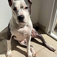 Gucci a rejoint le concours — aidez-le/la à gagner de superbes lots ! animal, canine, companion, cute, dog, domestic, ears, home, indoor, one_animal, paw, pet, portrait, relaxed, shadow, sitting, sunbeam, sunlight, white_wall, wooden_floor