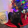 black_cat, christmas_tree, holiday_decorations, red_tree_skirt, cat, jar, ornaments, festive_lights, indoor, curious_expression, wood_floor, decorative_jar, holiday_theme, animal, pet, christmas, cat_lying, colorful_lights, home_decor, festive