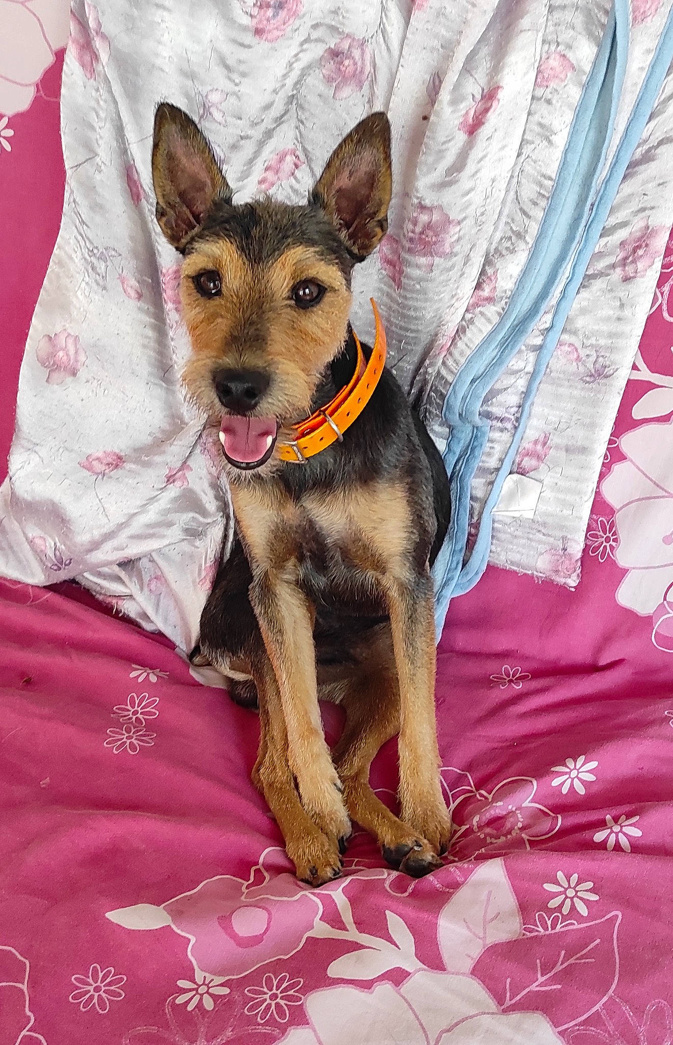 Pixel participe au concours pour gagner de l'argent avec cette photo : canidae, carnivore, companion_dog, dog, dog_breed, dog_supply, fawn, fur, magenta, pattern, pink, purple, snout, sporting_group, terrestrial_animal, working_animal, working_dog