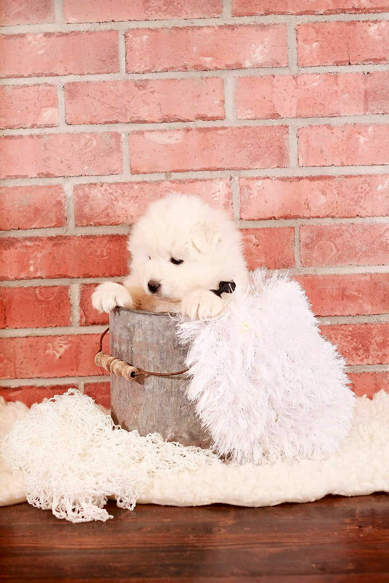 Cielo is registered to the contest to win money with this photo: art, ball, brick, brickwork, canidae, carnivore, companion_dog, dog, dog_breed, door, fawn, fur, snout, sporting_group, stuffed_toy, teddy_bear, toy, toy_dog, winter, wood