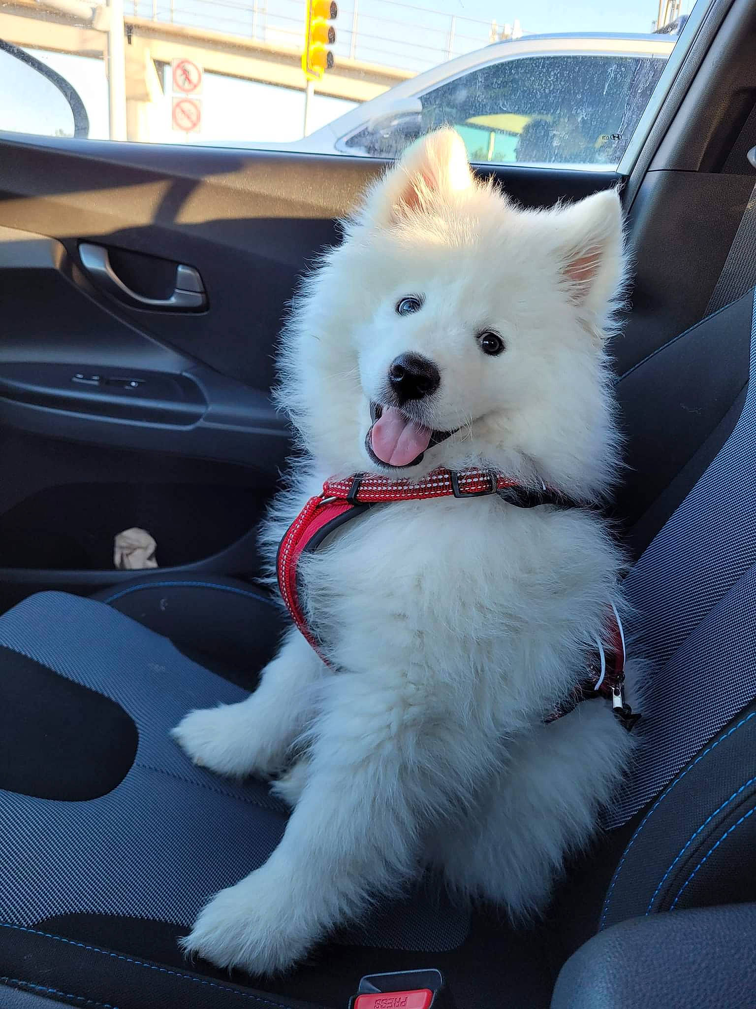 Cielo joined the competition — help win amazing prizes! automotive_exterior, car, carnivore, collar, companion_dog, dog, dog_breed, electric_blue, family_car, fur, hood, motor_vehicle, personal_luxury_car, samoyed, sky, spitz, steering_wheel, vehicle, windscreen_wiper, windshield