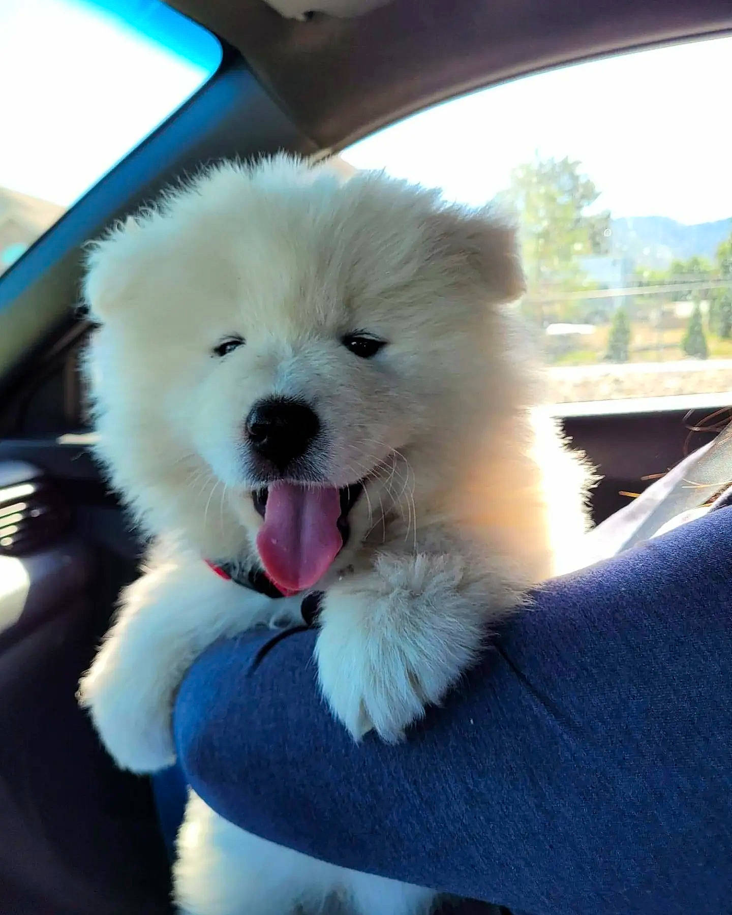 Cielo is registered to the contest to win money with this photo: automotive_exterior, canidae, car, carnivore, companion_dog, dog, dog_breed, dog_supply, electric_blue, fur, hood, puppy, samoyed, sky, snout, spitz, sporting_group, toy_dog, tree, windshield
