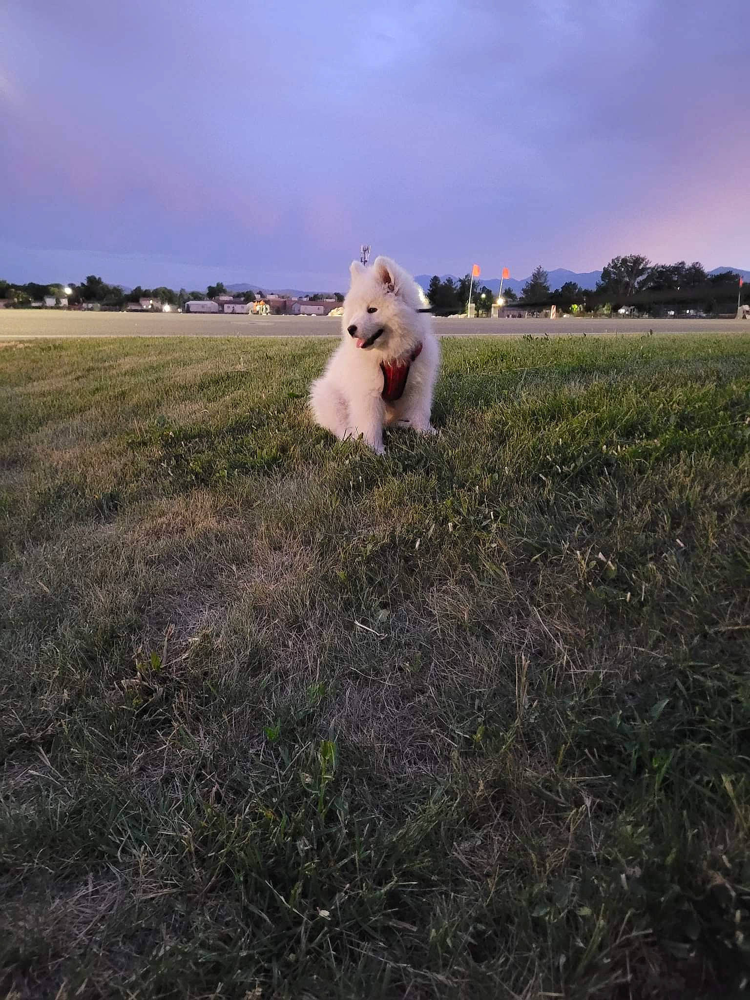 Cielo joined the competition — help win amazing prizes! atmosphere, ball, carnivore, cloud, companion_dog, dog, dog_breed, fawn, grass, grassland, happy, horizon, landscape, meadow, people_in_nature, plain, plant, prairie, sky, tree