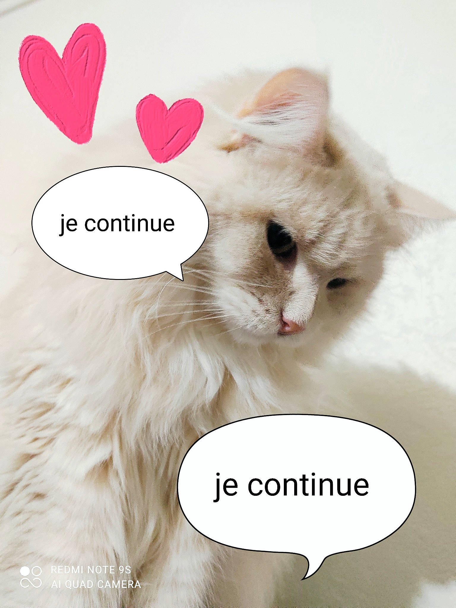 Lilou a rejoint le concours — aidez-le/la à gagner de superbes lots ! carnivore, cat, cat_supply, claw, felidae, font, fur, gesture, happy, paw, photo_caption, small_to_medium_sized_cats, tail, terrestrial_animal, vertebrate, whiskers