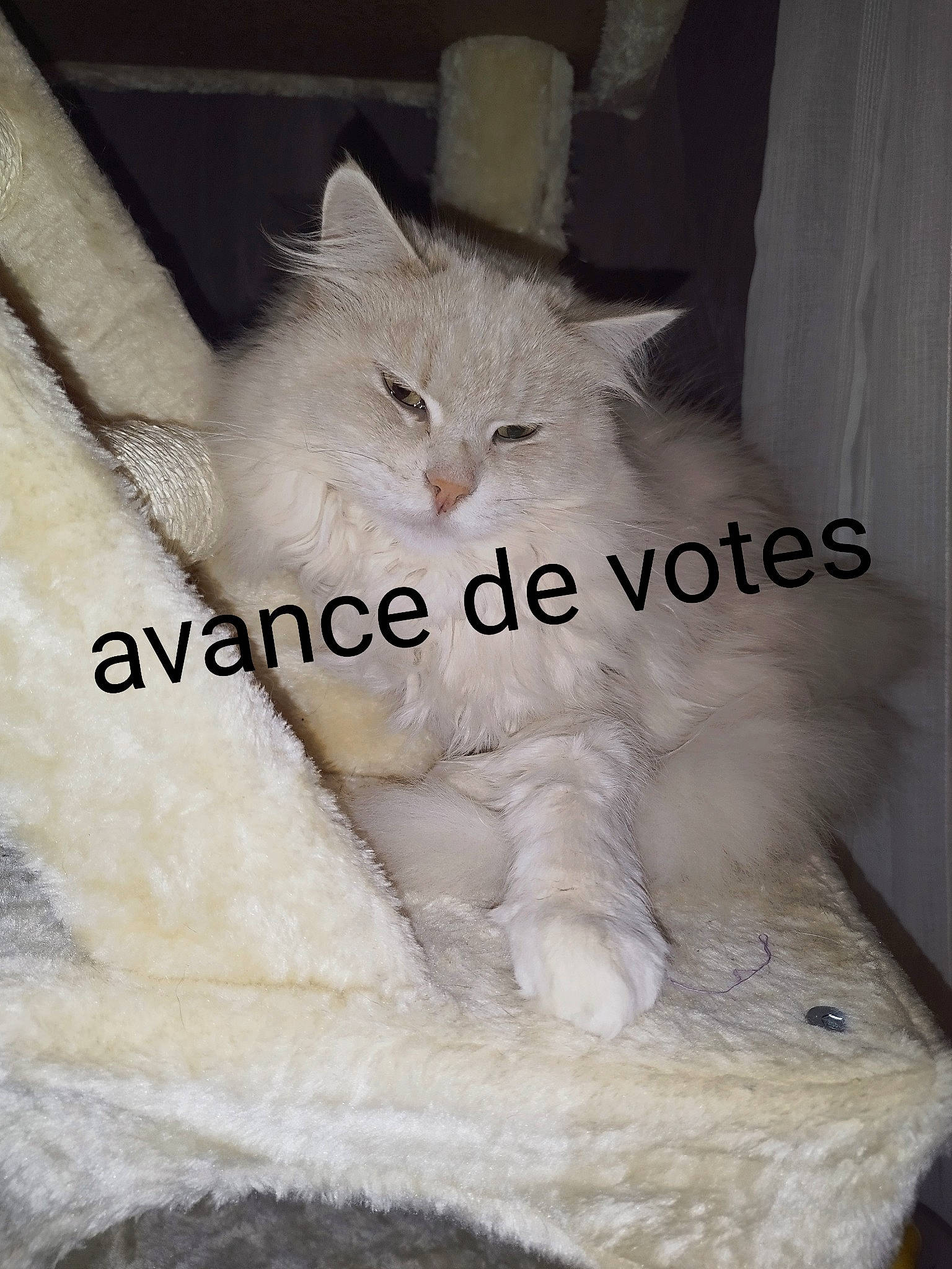 Lilou a rejoint le concours — aidez-le/la à gagner de superbes lots ! bed, carnivore, cat, cat_bed, cat_supply, claw, comfort, domestic_short_haired_cat, fawn, felidae, fur, nap, paw, photo_caption, ragdoll, sleep, small_to_medium_sized_cats, snout, tail, whiskers