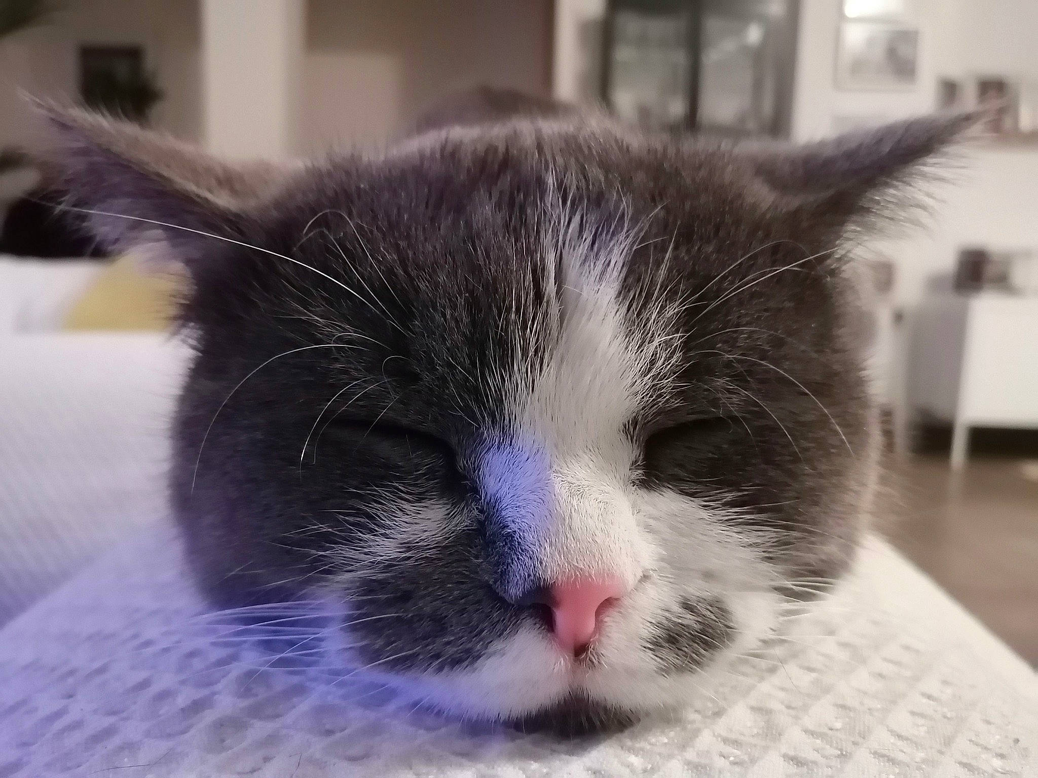 Salem a rejoint le concours — aidez-le/la à gagner de superbes lots ! aegean_cat, black_and_white, carnivore, cat, close_up, domestic_short_haired_cat, european_shorthair, eye, felidae, fur, kitten, mammal, nose, ojos_azules, ragdoll, sky, small_to_medium_sized_cats, snout, snowshoe, whiskers